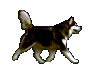 husky