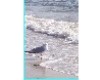 Sea Gull