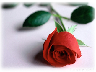 sticker_24682221_41506841