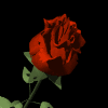 sticker_13214246_35135248