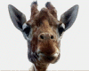 sticker_11235463_38940110
