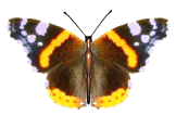 sticker_15212880_43571849
