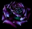 sticker_19637431_27336945