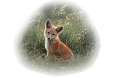 sticker_27531625_43762143