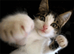 sticker_18719401_25368807