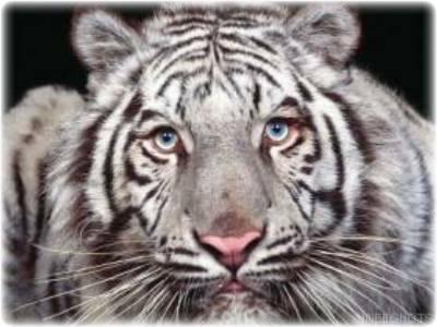 sticker_10283522_15725392