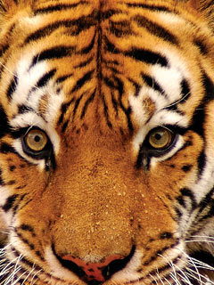 sticker_20946970_37526278