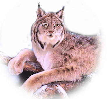 sticker_2175267_8076323