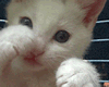 sticker_11852062_18569395