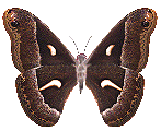 sticker_18086948_37454239