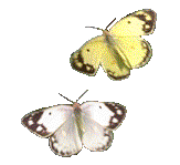 sticker_6135606_12827629
