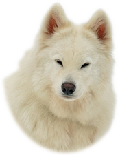 sticker_11574120_16311209