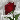 sayana english rose