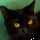 Black cat