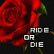 Ride Or Die!! 