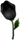 Black rose 1